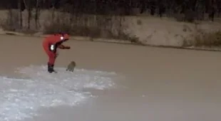 Вмёрзшего в лёд реки кота спасли в Балашихе
