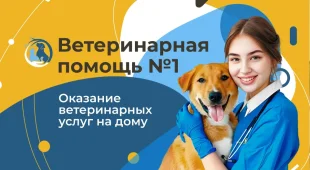 Выездная ветеринарная служба ЗООВЕТ-Дом на Комсомольской улице фотография 2