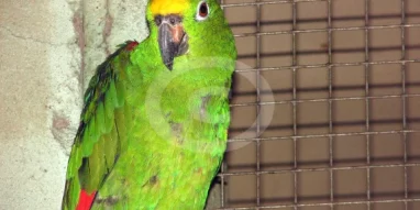 Ветеринарный центр Зеленый попугай на шоссе Энтузиастов фотография 7